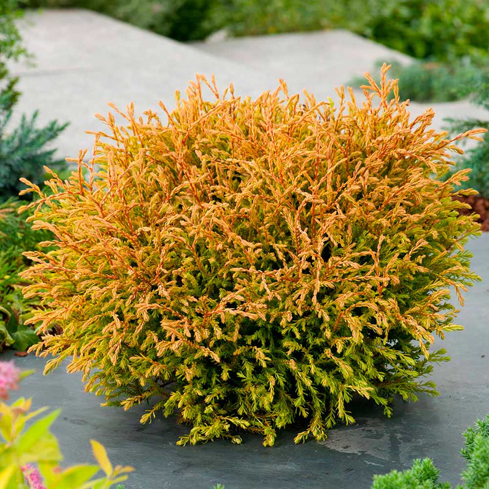 thuja-golden-tuffet Туя західна Голден Таффет - Зображення 1