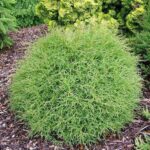 Thuja occidentalis Mr Bowling Ball