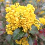 Магонія квітне