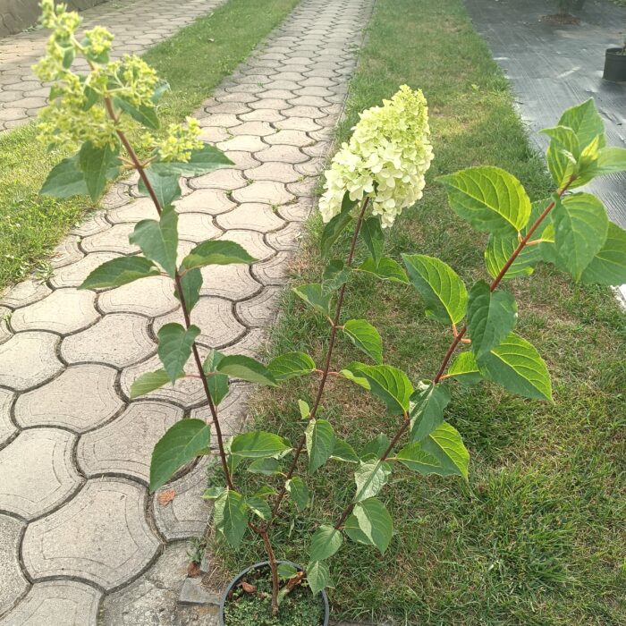 Мельба фрайз саджанець