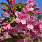 Вейгела рожева саджанці