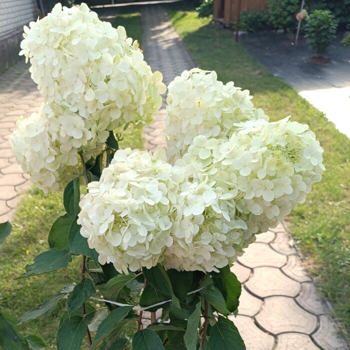 Полар бір