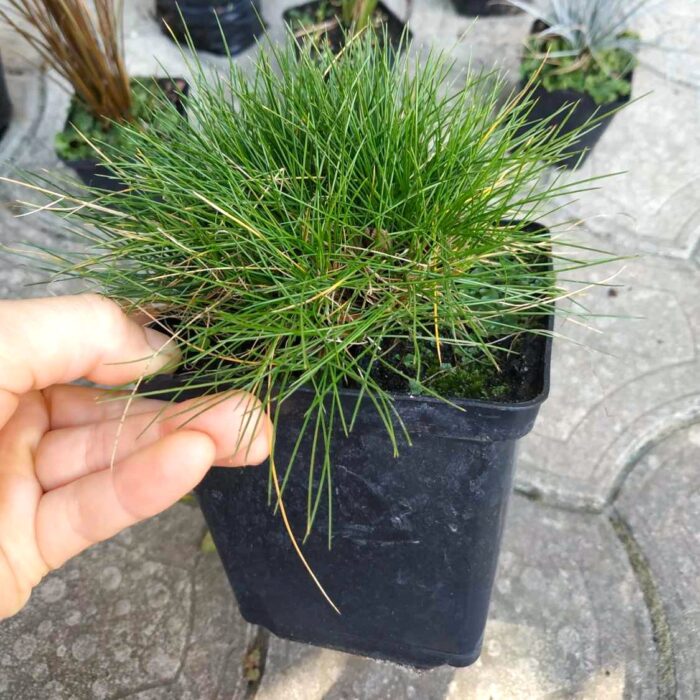 Вівсяниця Готьє 'Festuca gautieri' - Зображення 2