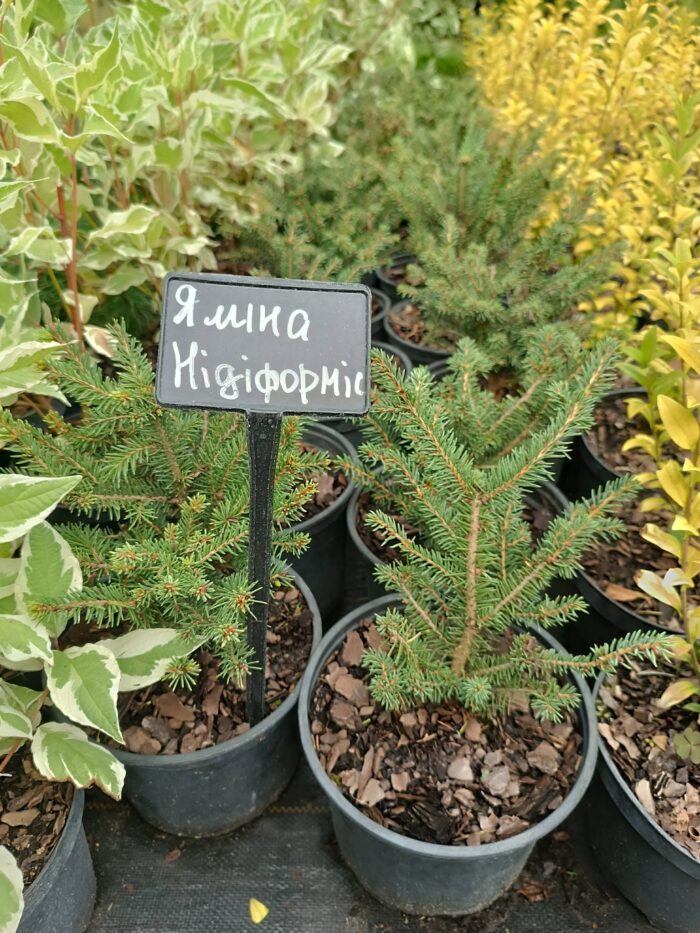 Ялина Нідіфорсім горщик 2 л