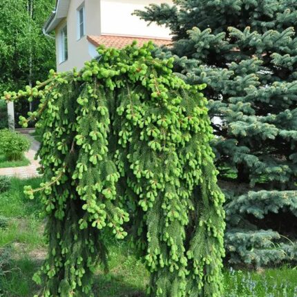 Інверса ялина