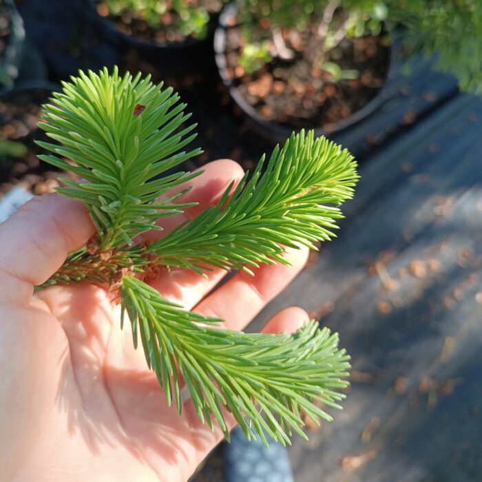 Інверса хвоя