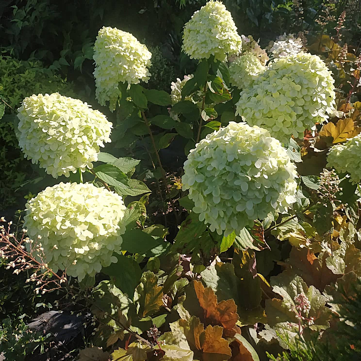 Лайм лайт кущ Лайм лайт кущ