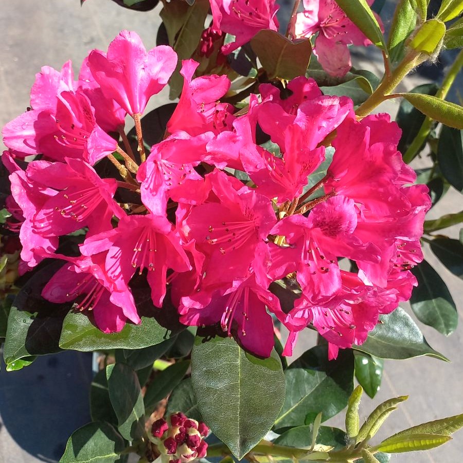 Нова зембла Нова зембла