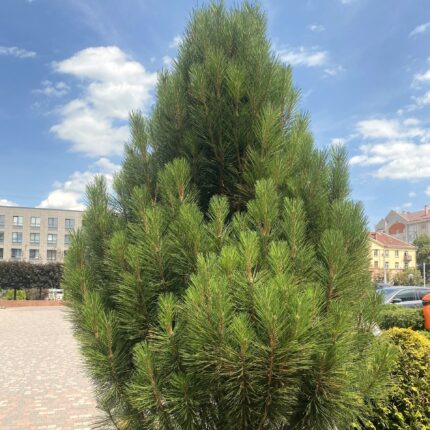 Пірамідаліс сосна чорна
