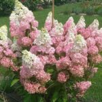 Стробері блоссом кущ